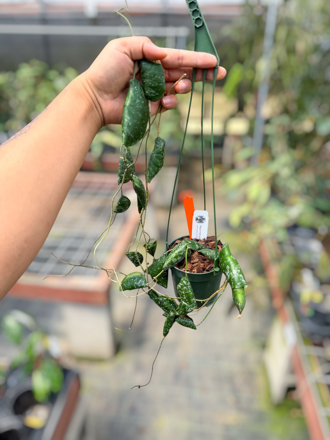 PS0546 - Hoya imbricata
