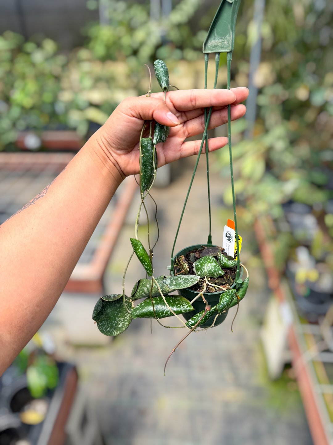 PS0547 - Hoya imbricata