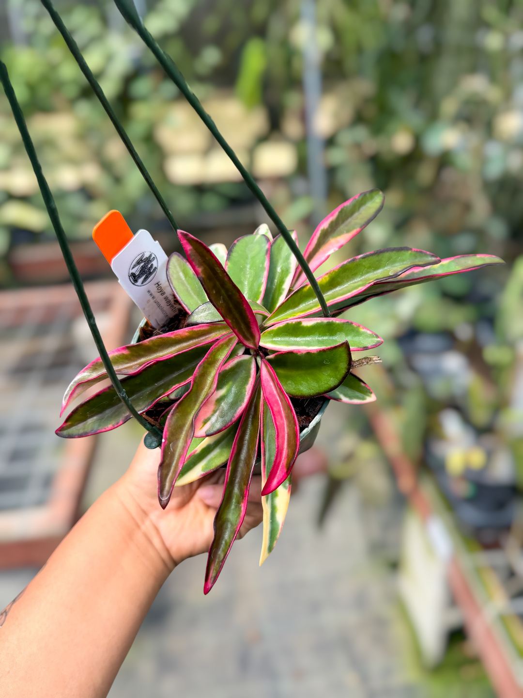 PS0548 - Hoya wayetii ‘Lori Lyn’