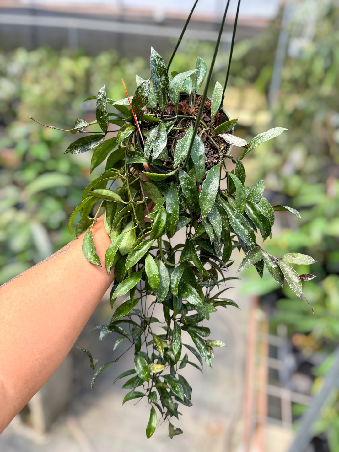 PS0550 - Hoya lacunosa ‘Snow Caps’