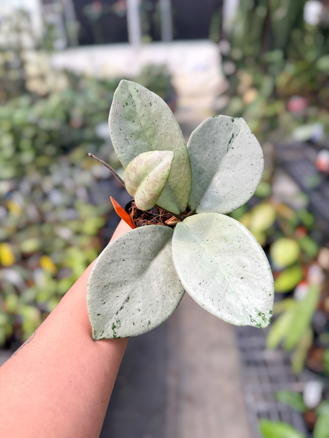 PS0544 - Hoya TPQ030 (‘Stardust’ silver)