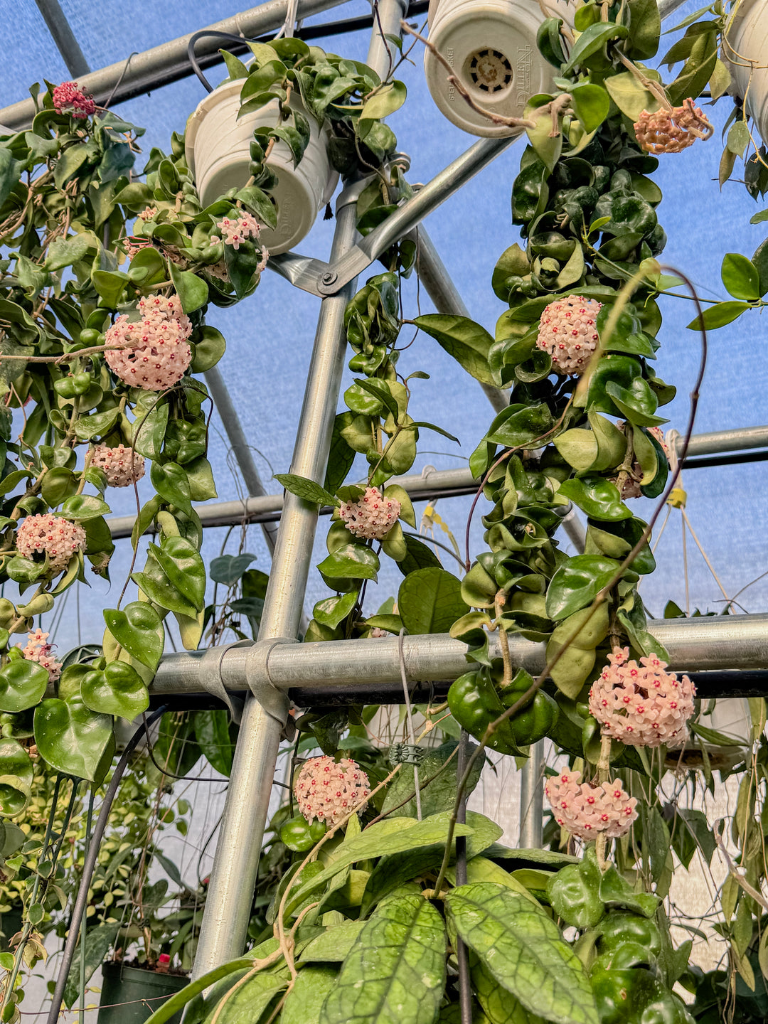 Greenhouse Appointment - YUCAIPA, CA
