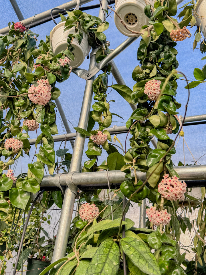 Greenhouse Appointment - YUCAIPA, CA