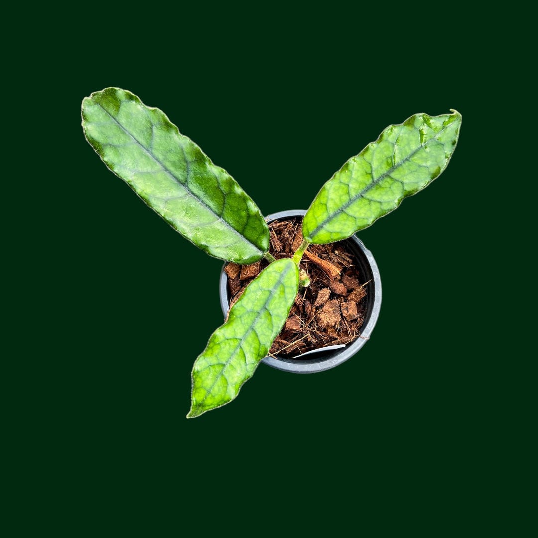globulosa succulent Hoya globulosa (long leaf) – Unsolicited Plant Talks