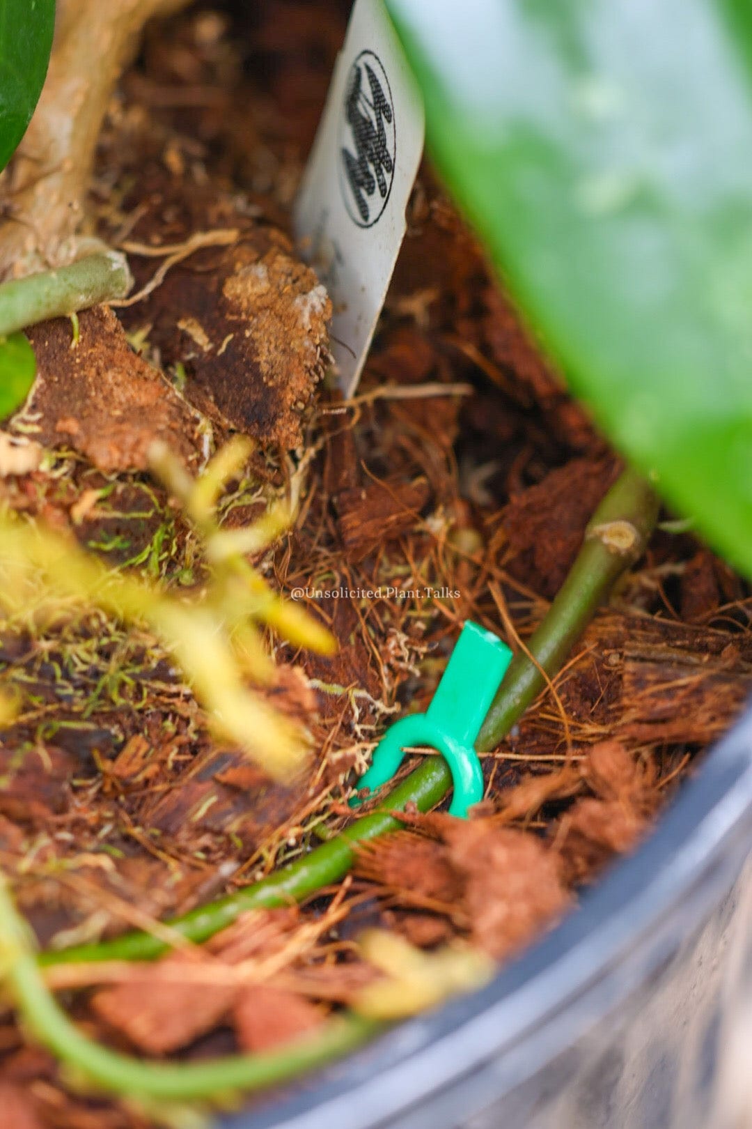 Propagation Pins (FREE SHIPPING)