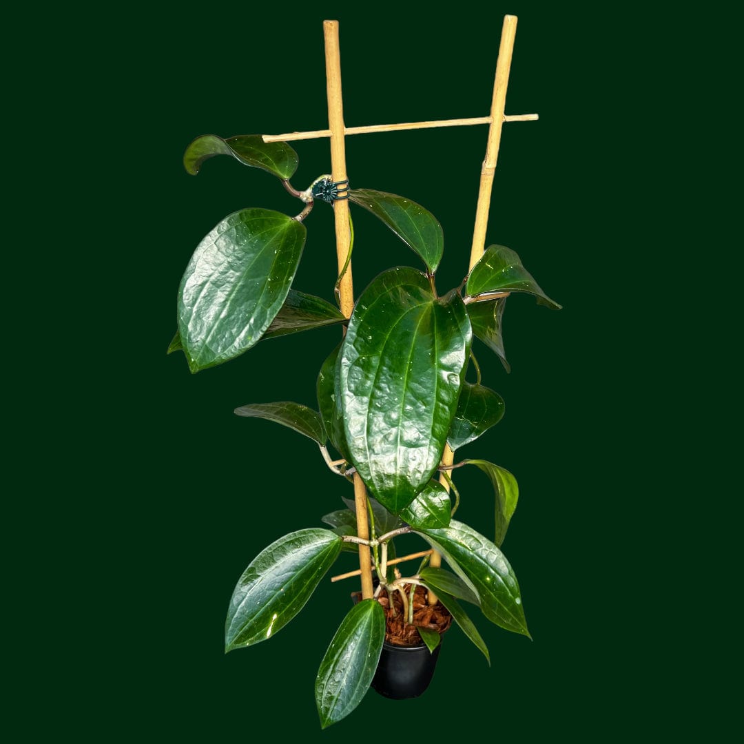 Mature Hoyas for Sale | Shop 70+ Varieties – Page 3