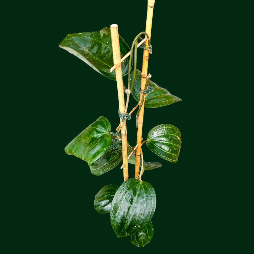 Mature Hoyas for Sale | Shop 70+ Varieties – Page 2