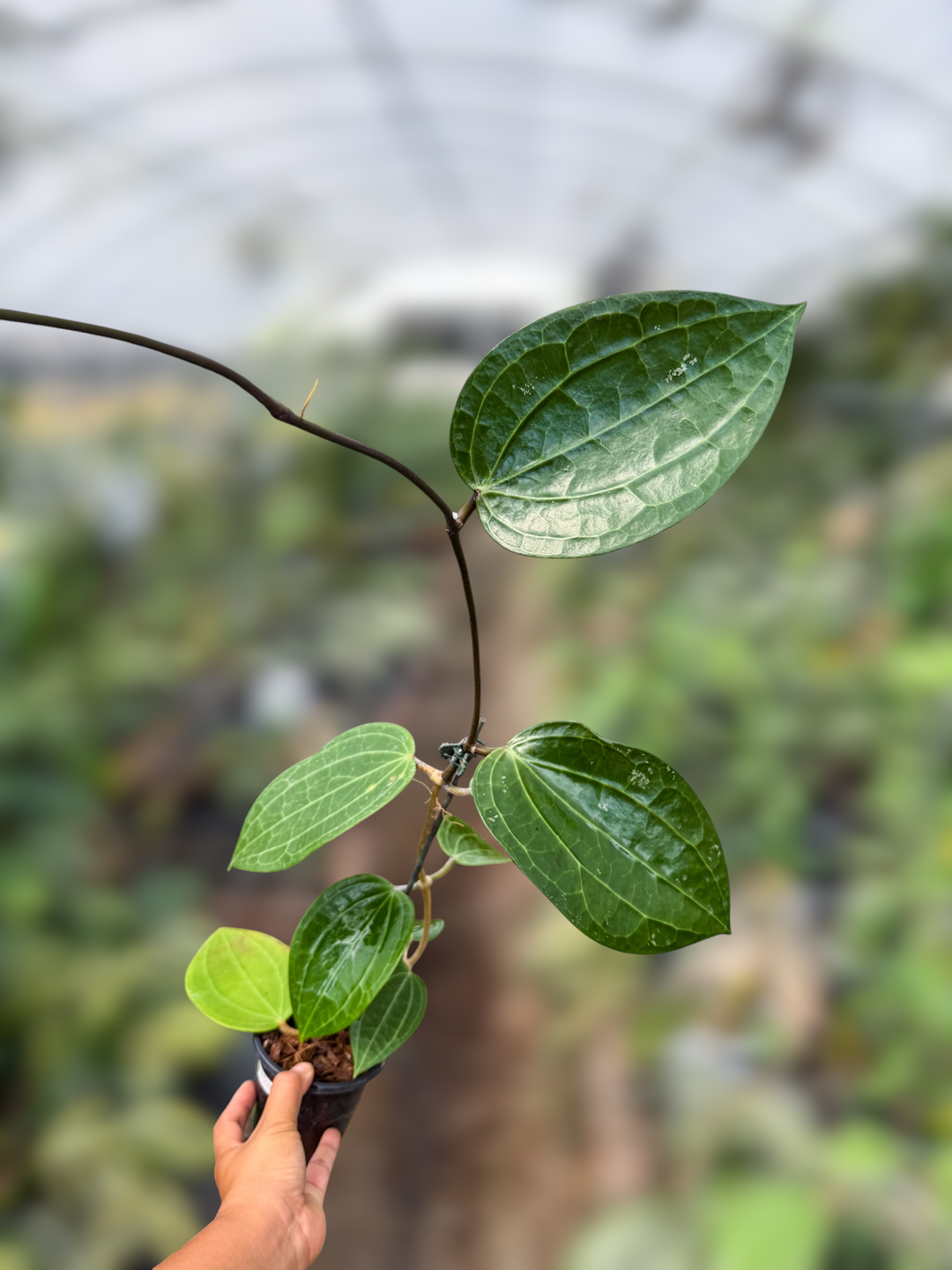 PS0924 - Hoya latifolia
