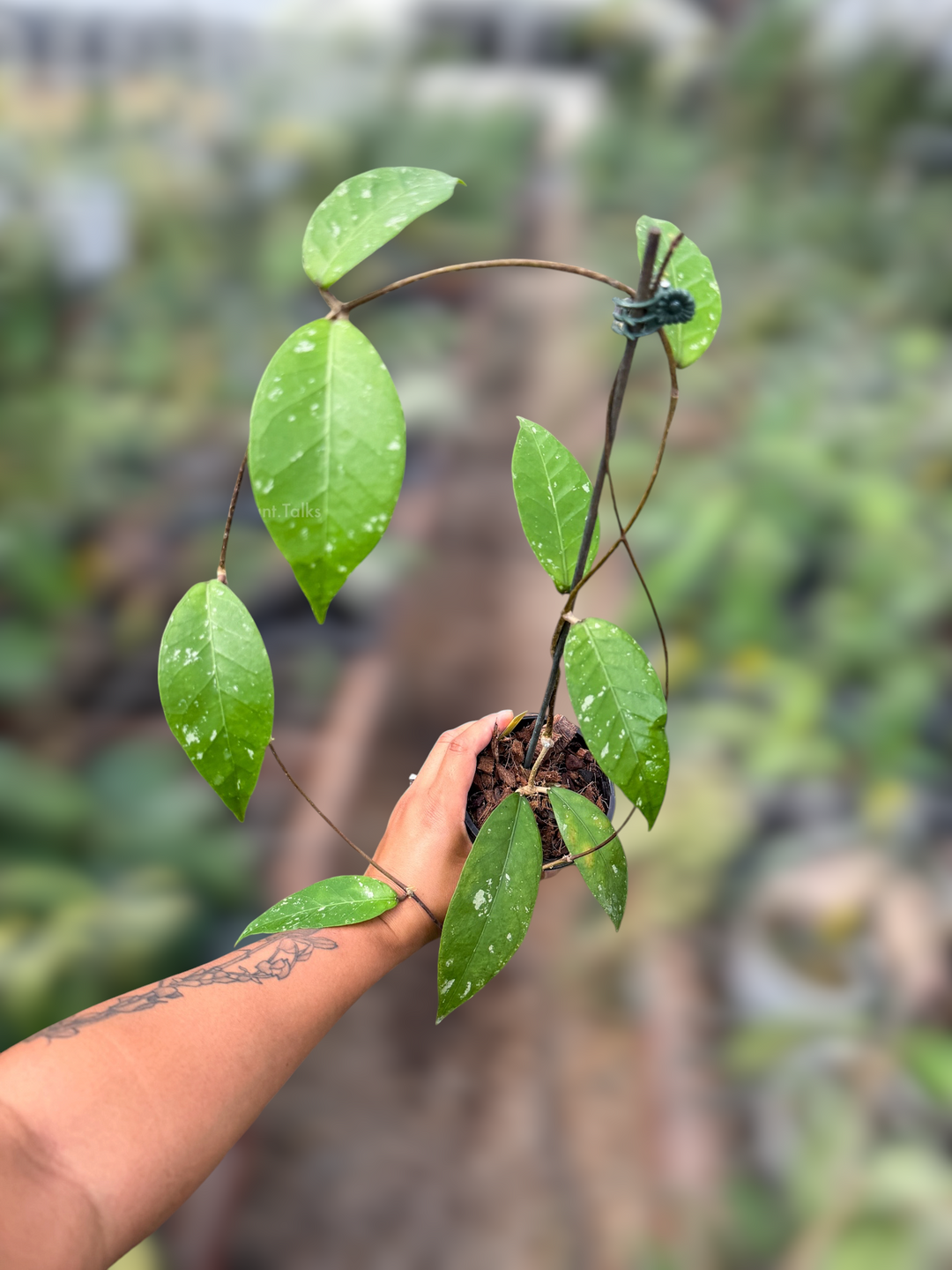 PS0928 - Hoya sp. Aceh Blangkejeren Sumatra Indonesia 102225