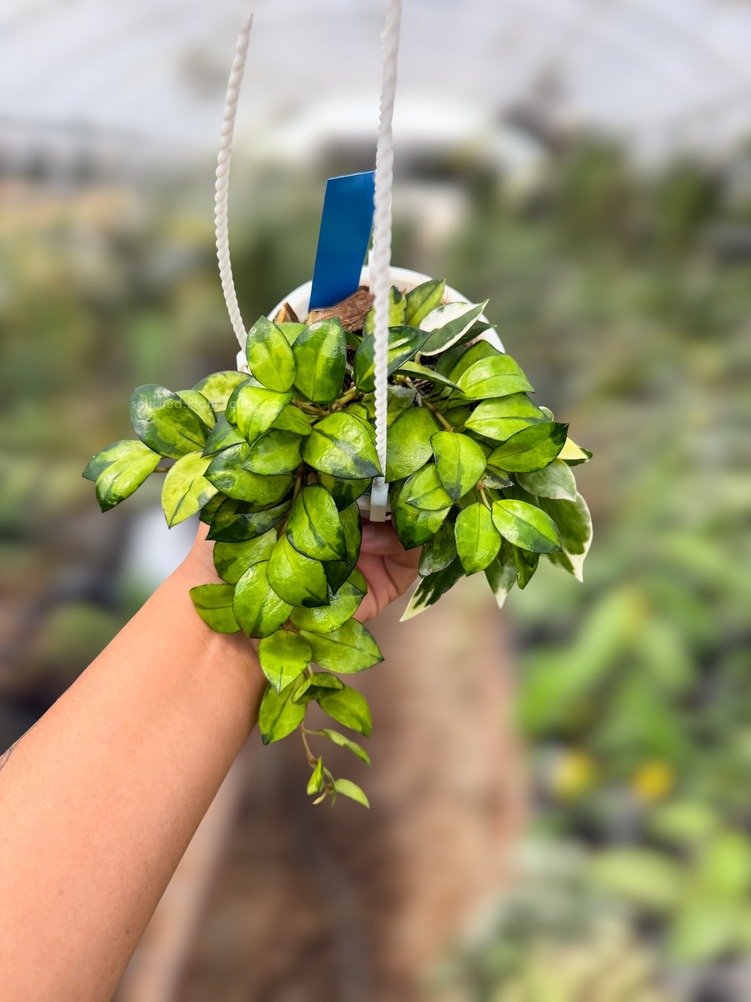 PS0929 - Hoya lacunosa ‘Asami’ (Inner Variegated)