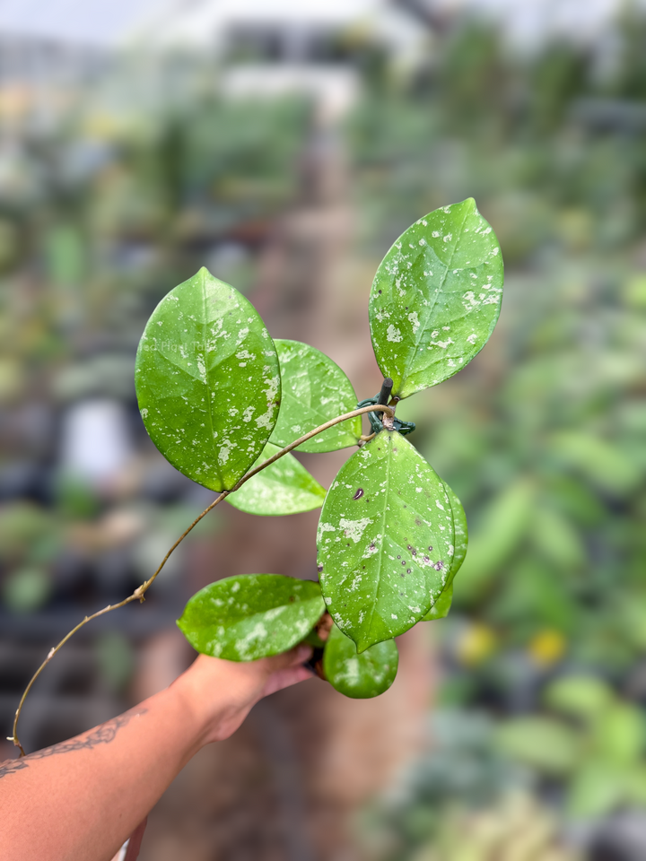 PS0926 - Hoya EPC1016 (OP)