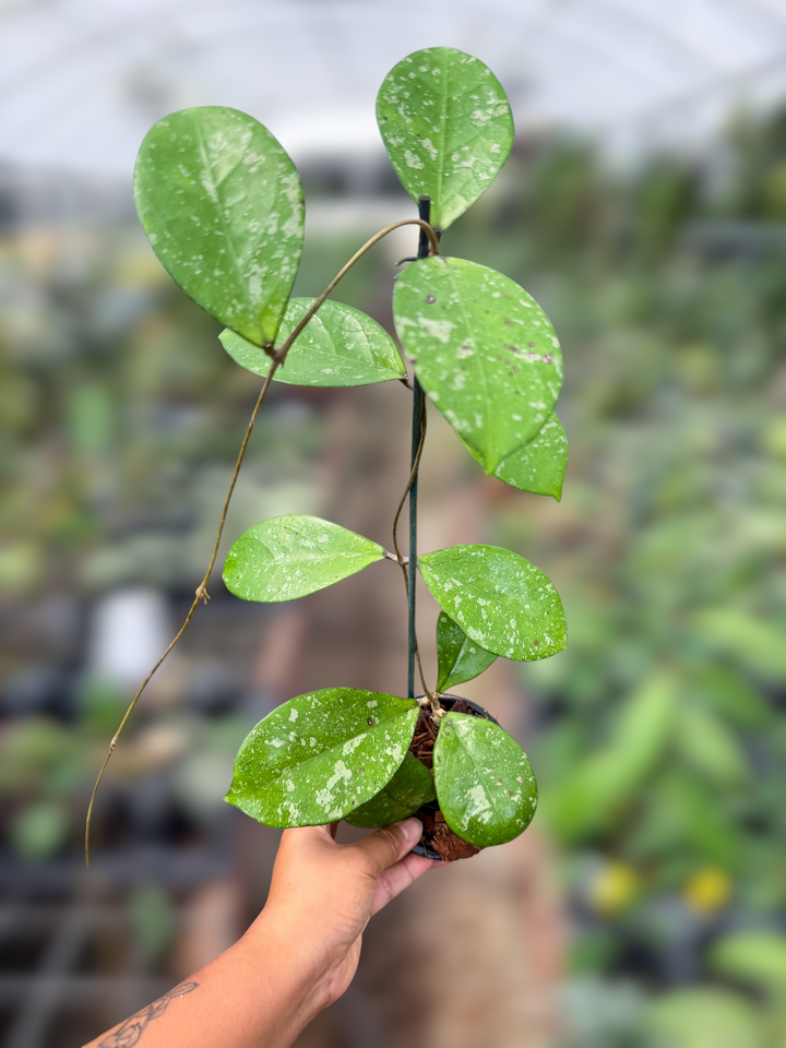 PS0926 - Hoya EPC1016 (OP)