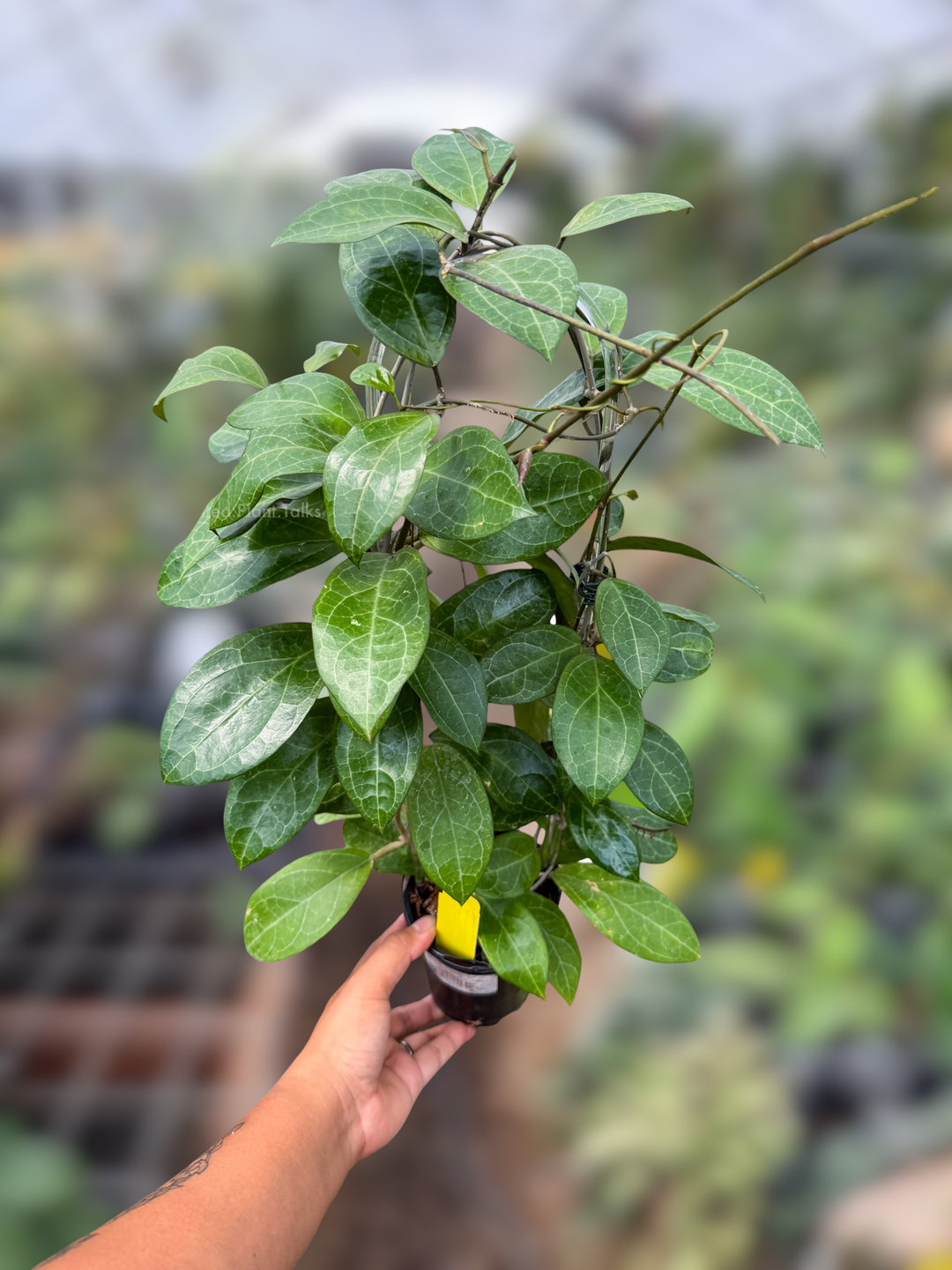 PS0931 - Hoya ‘Karaked 12’ (WRX32-12, UT033 x elliptica)