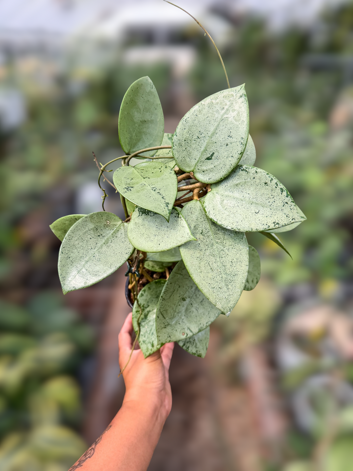 PS0931 - Hoya verticillata (Heart-Shaped, Silver)