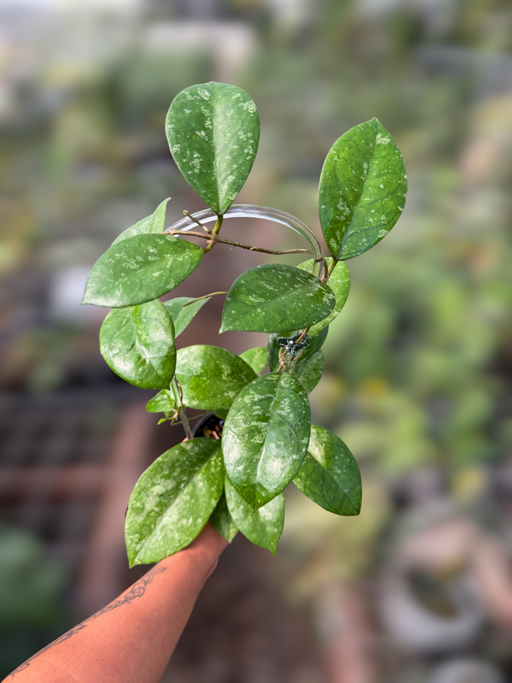 PS0935 - Hoya SPN-2-AL77 (EPC 1016 OP-seed)