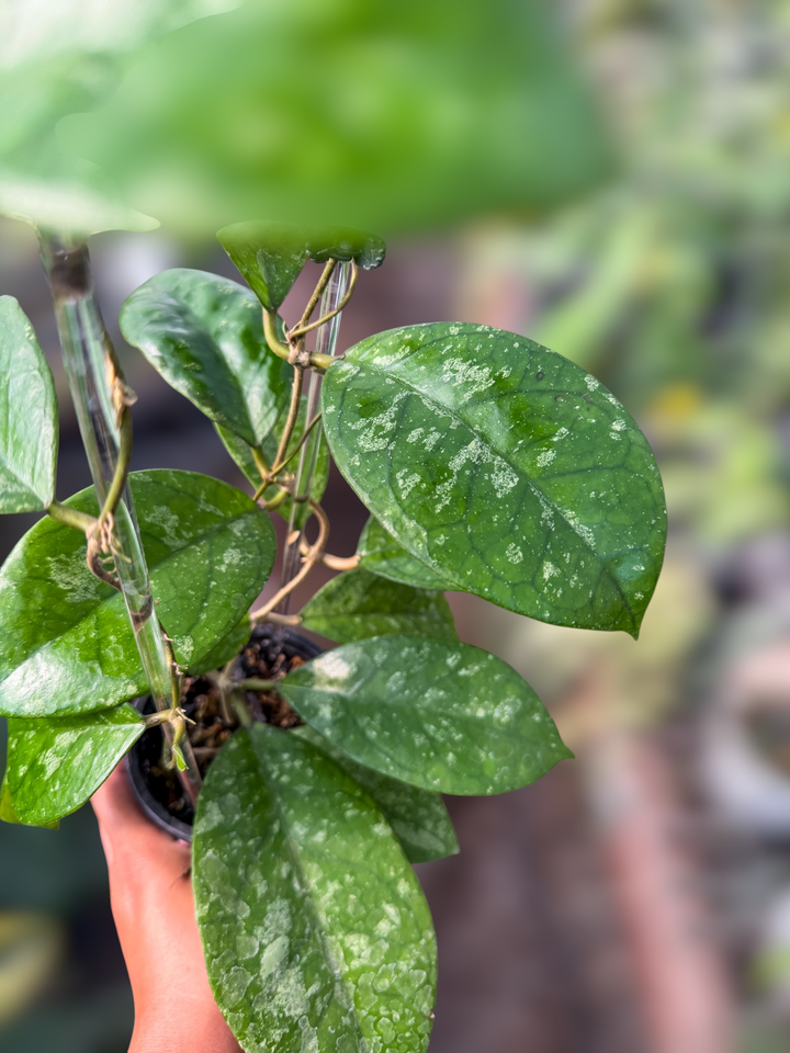 PS0935 - Hoya SPN-2-AL77 (EPC 1016 OP-seed)