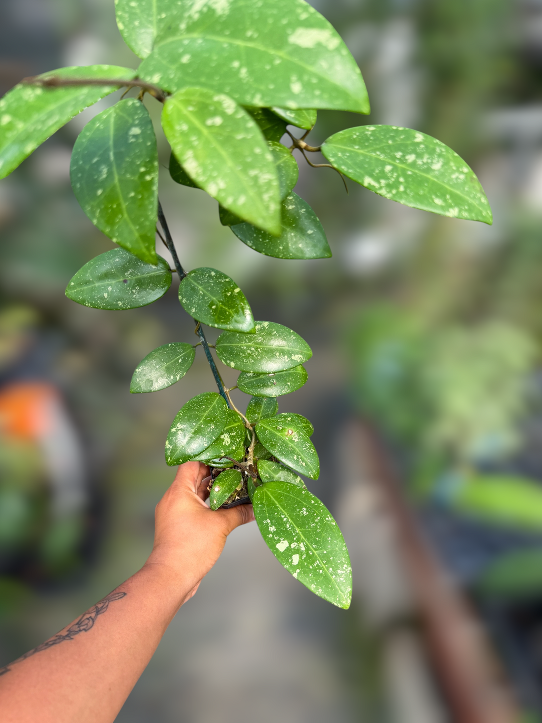 PS0041 - Hoya verticillata (heart leaf, splash) X