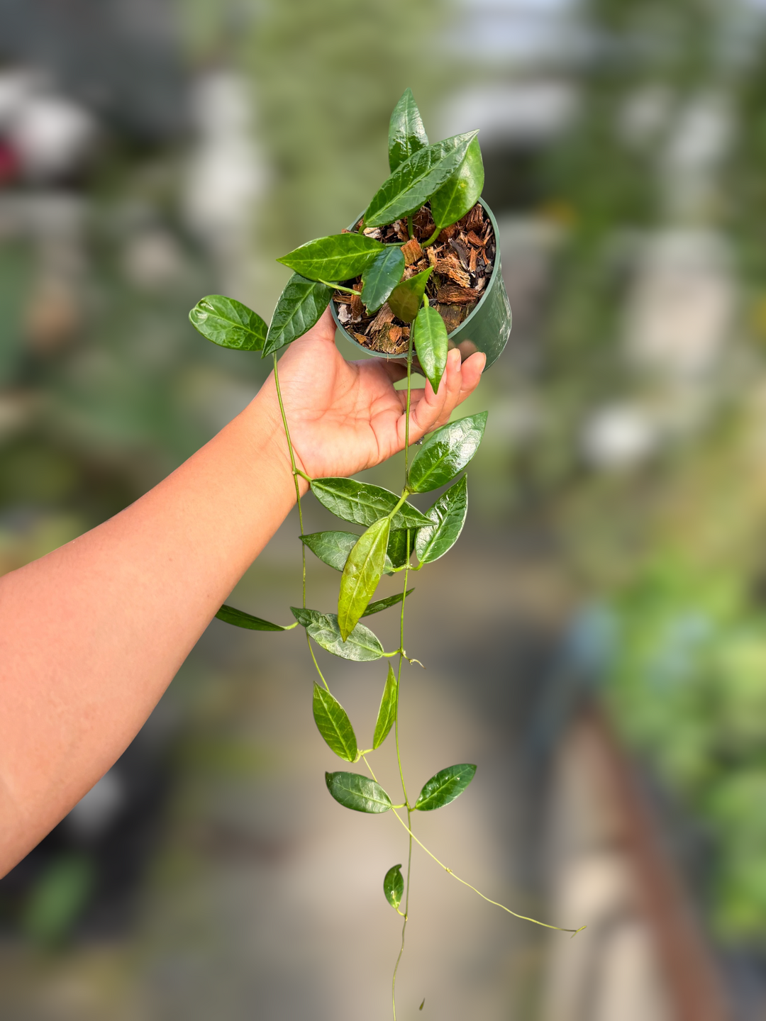 PSGC - Hoya apoensis