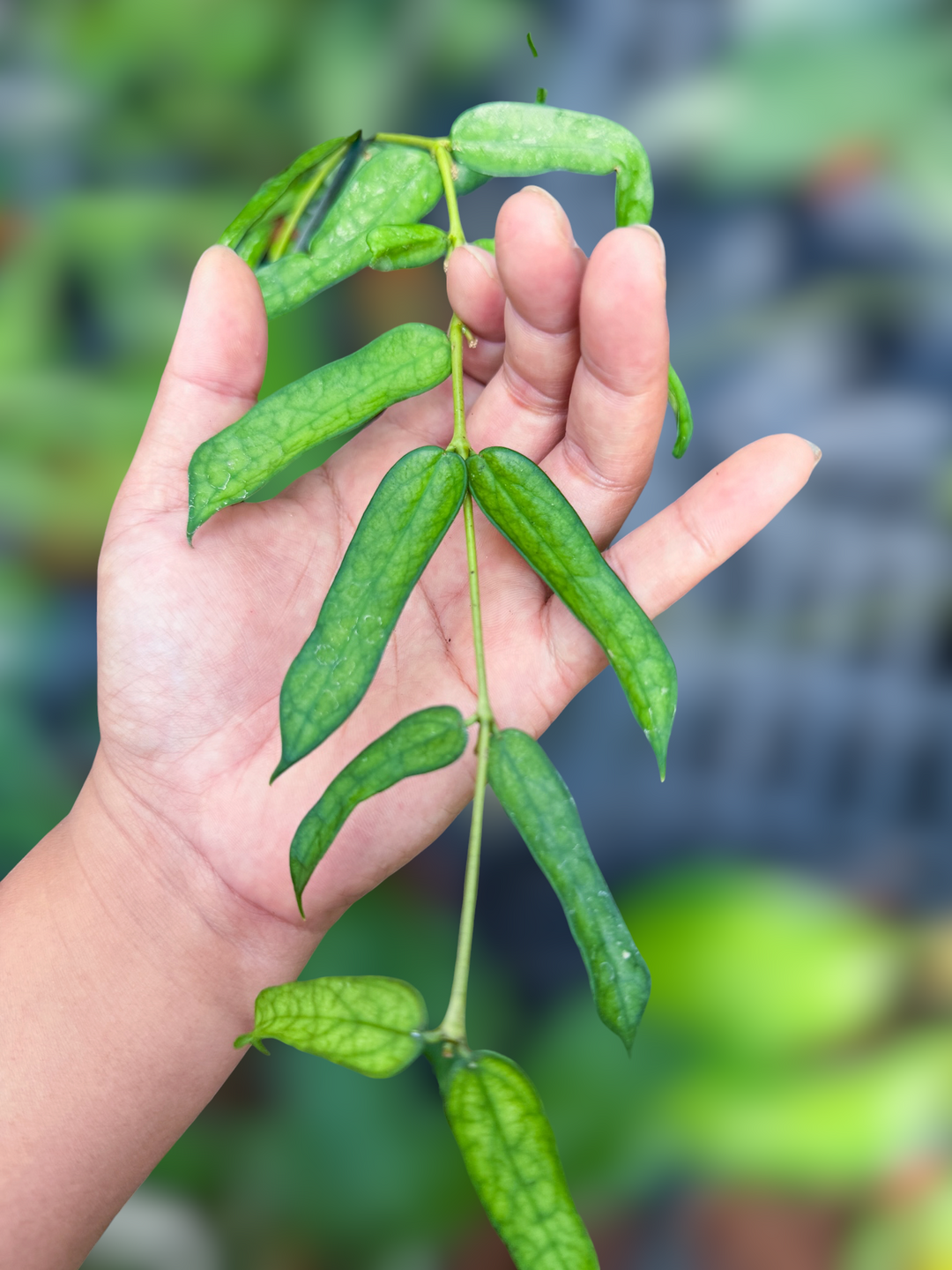 PSGC - Hoya pandurata (Tsiang)
