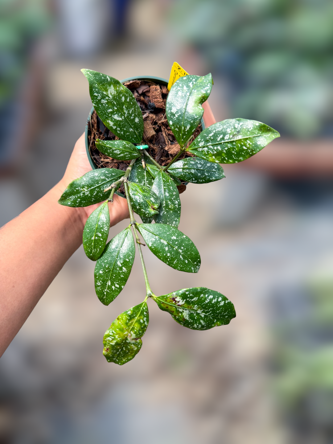 PS0951 - Hoya sp. (Garut)