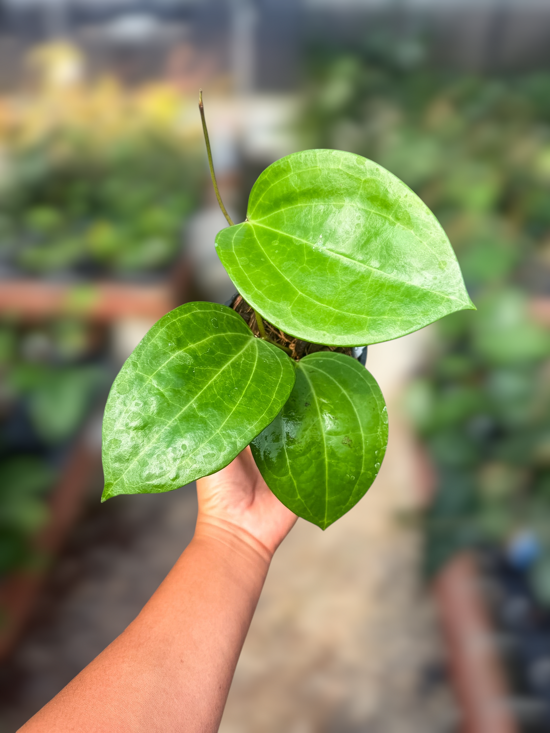 PS0976 - Hoya latifolia ‘Watermelon’