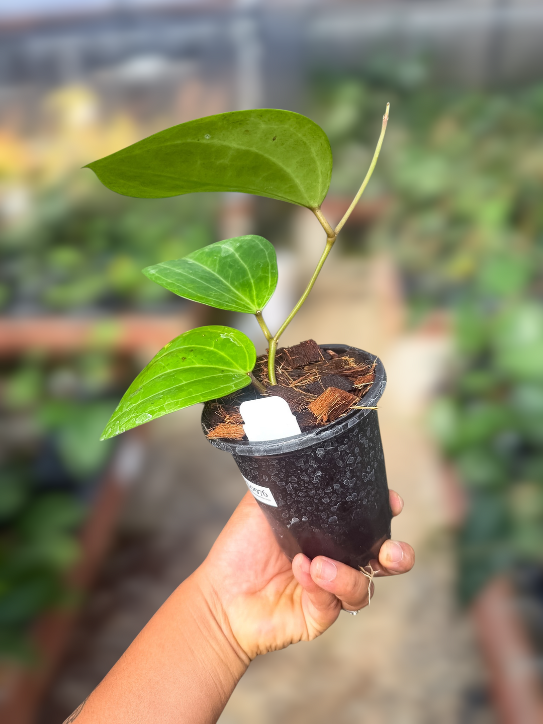 PS0976 - Hoya latifolia ‘Watermelon’