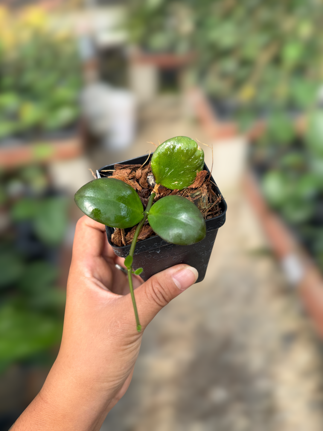 PS0977 - Hoya ‘Clamshell’