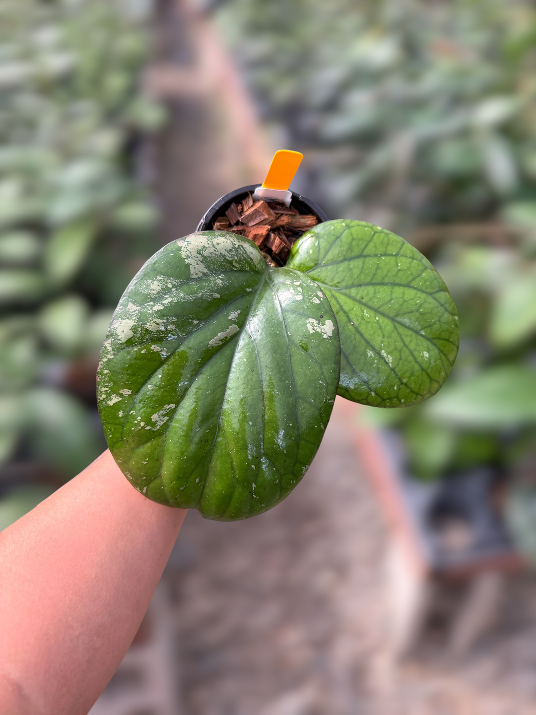 PS0980 - Hoya ‘Elephant’