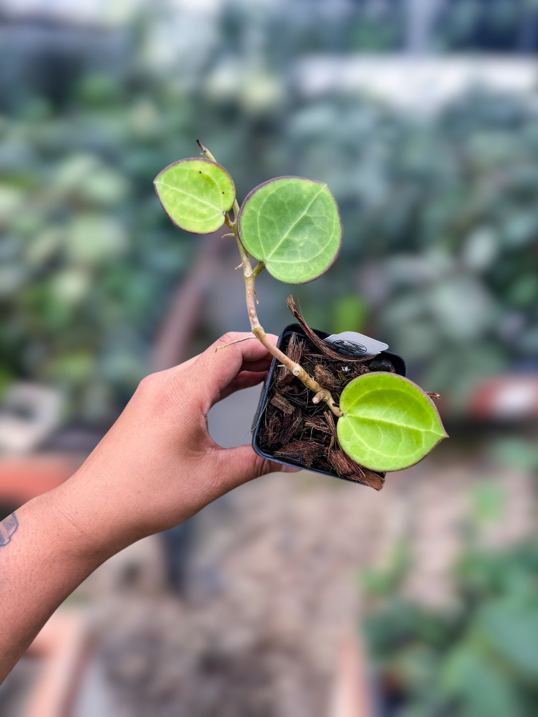 PS0859 - Hoya ‘Karisma’ (RTD1034A-UPT)