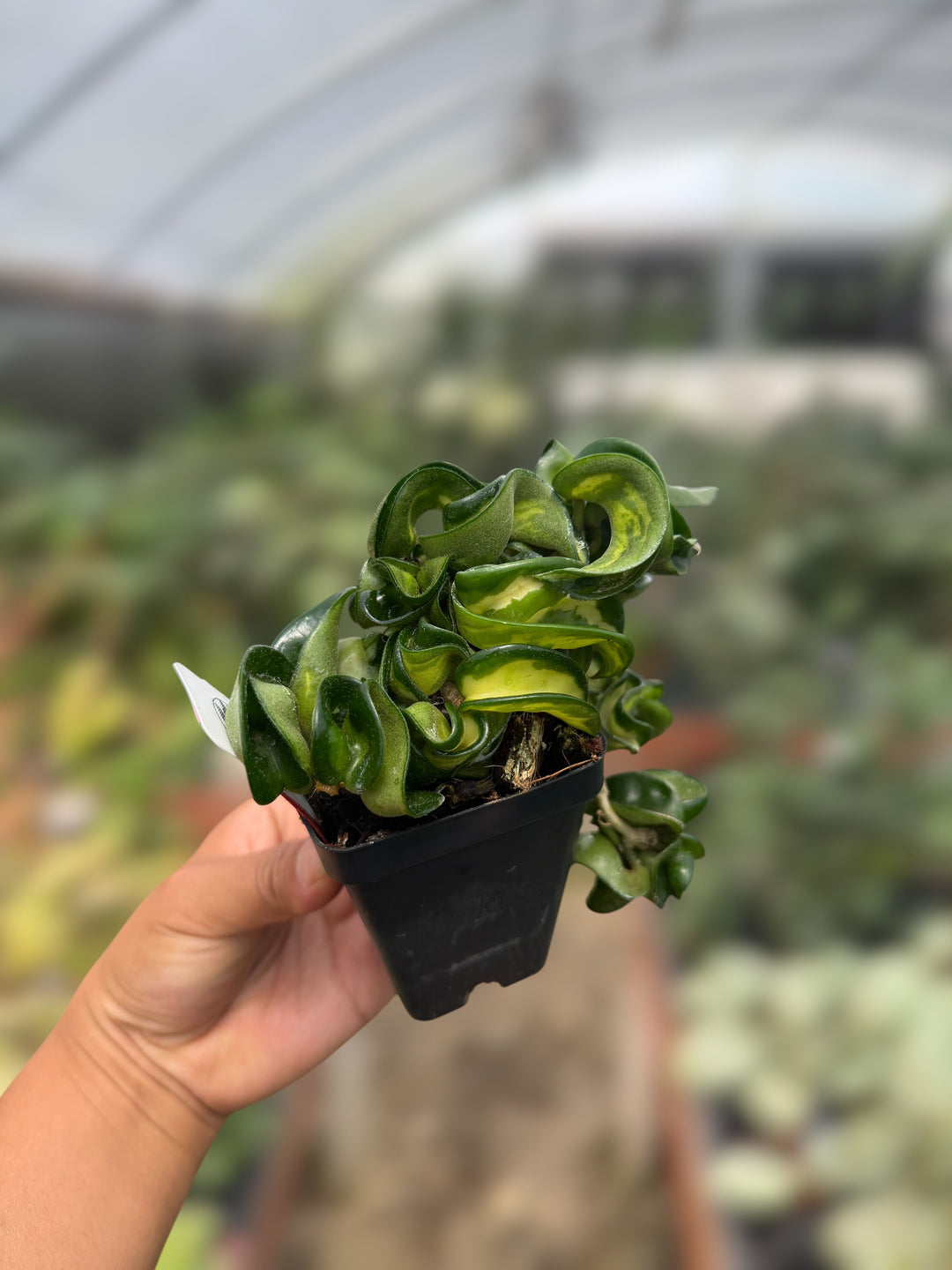 PS0982 - Hoya ‘Compacta Mauna Loa’
