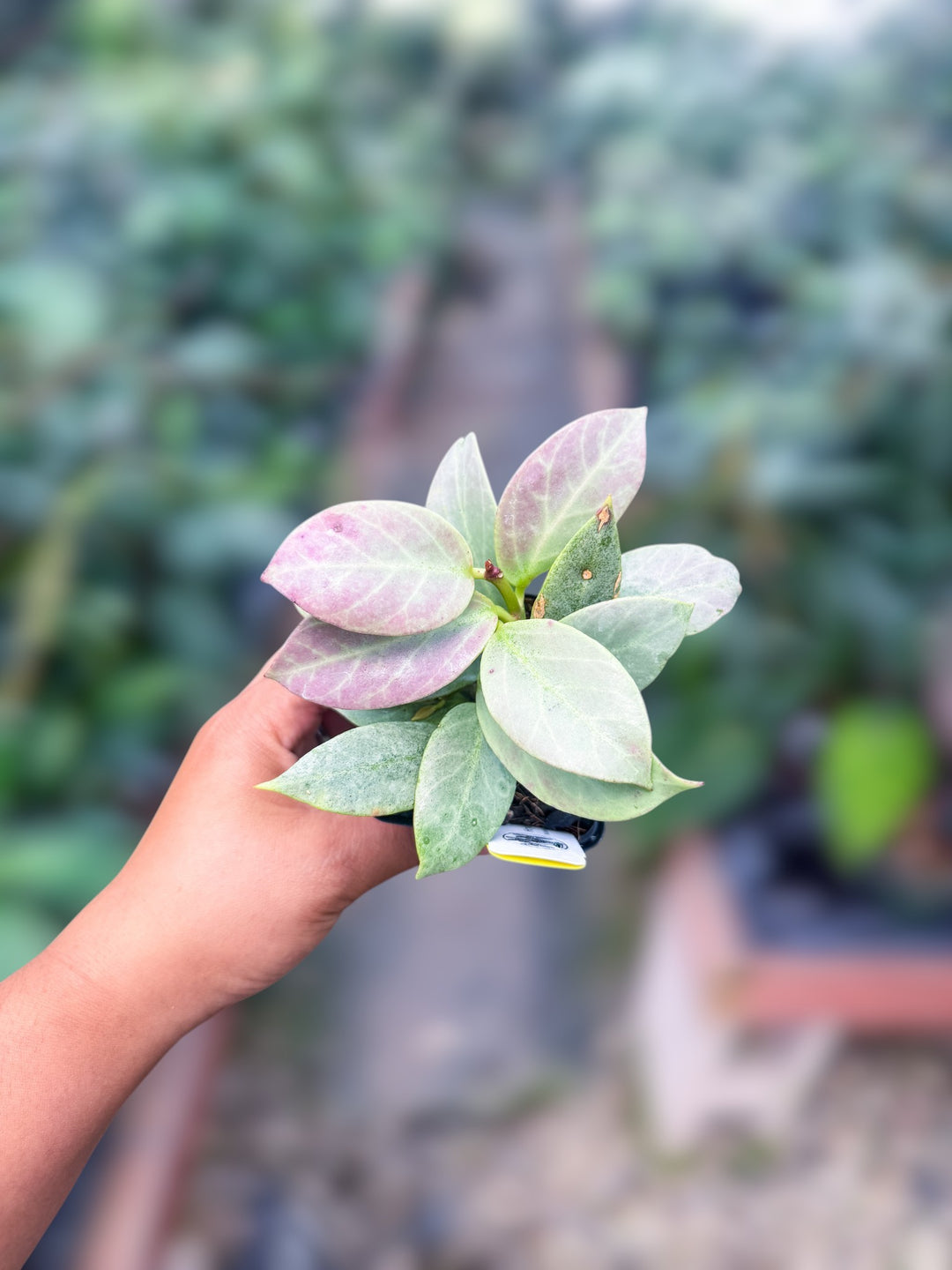 PS0983 - Hoya ‘Cryptic Chrome’ (CML-09-21-A)