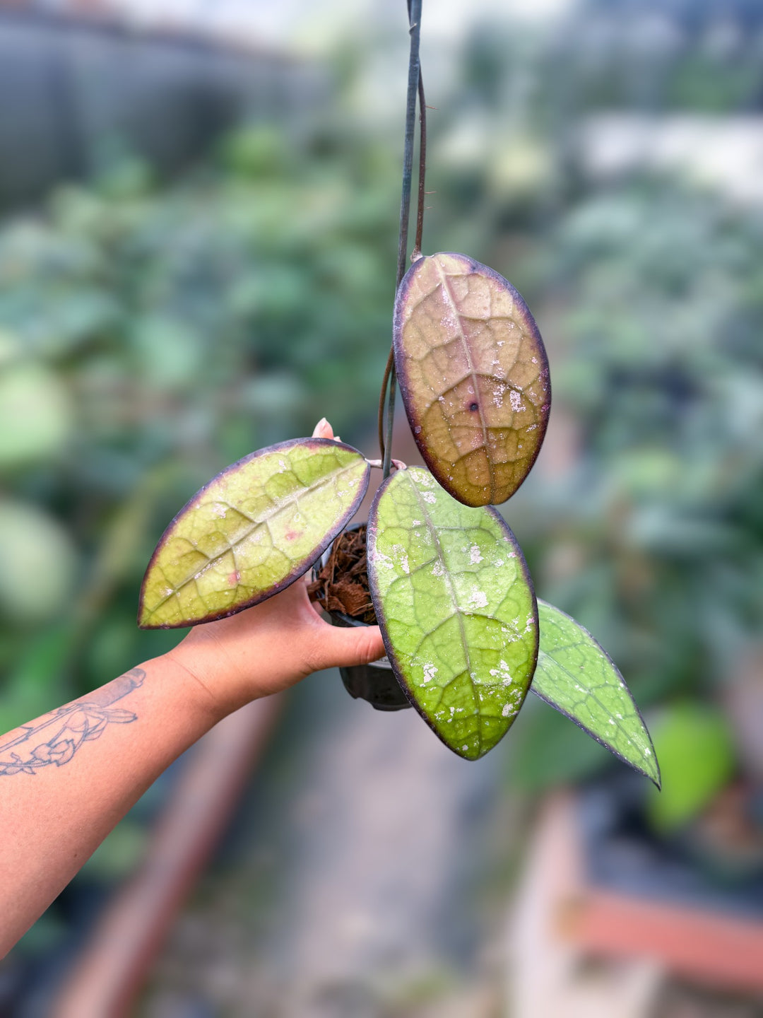 PS0984 - Hoya KSB01 x Hoya clemensiorum