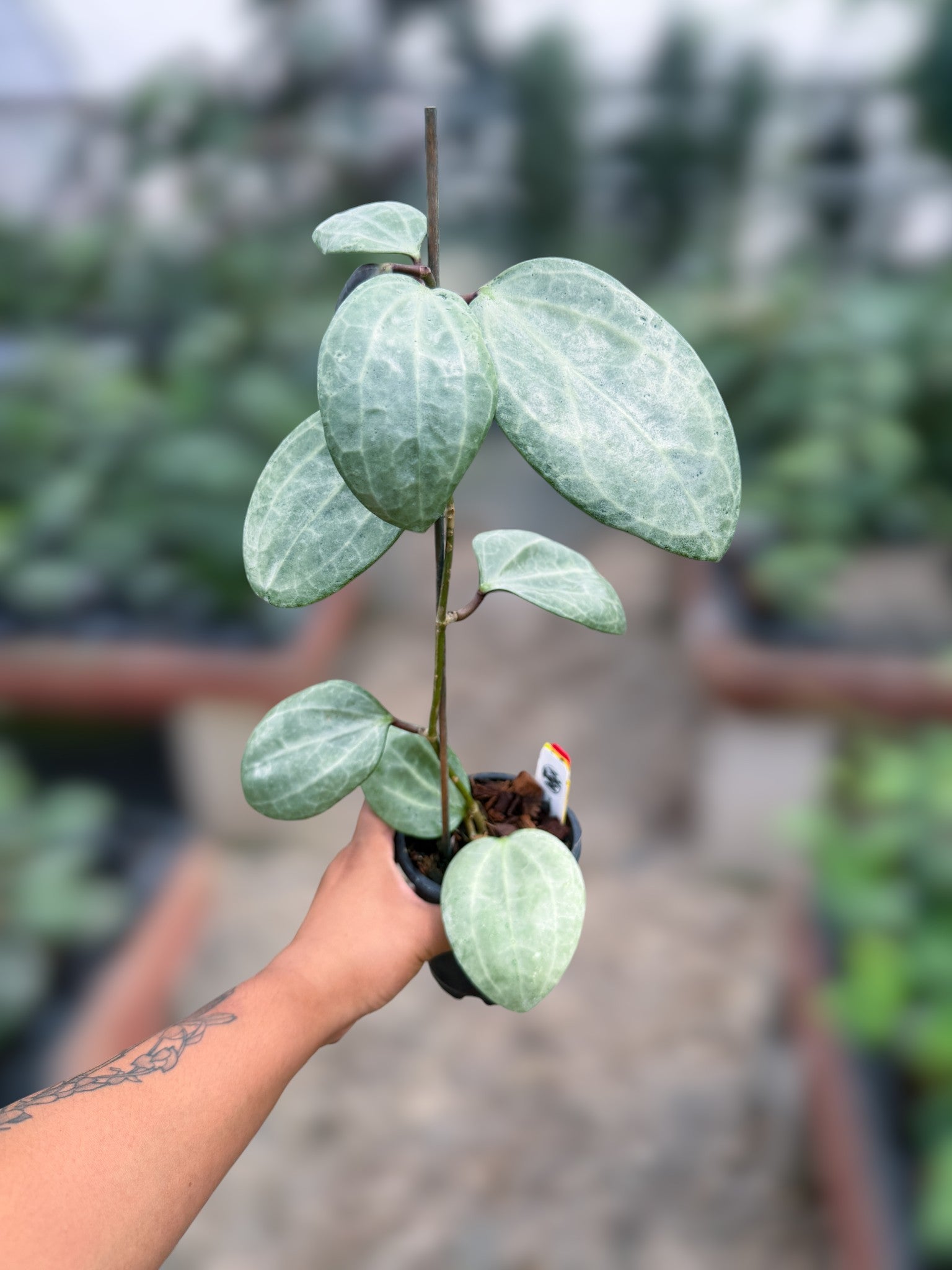 PS0985 - Hoya latifolia (silver) – Unsolicited Plant Talks