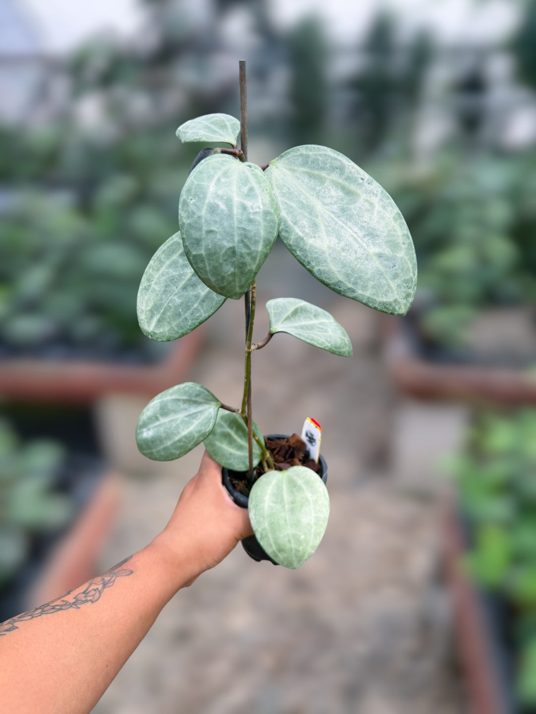 PS0985 - Hoya latifolia (silver)