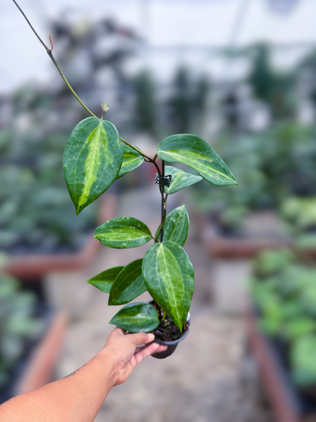 PS0986 - Hoya latifolia ‘Wasabi’