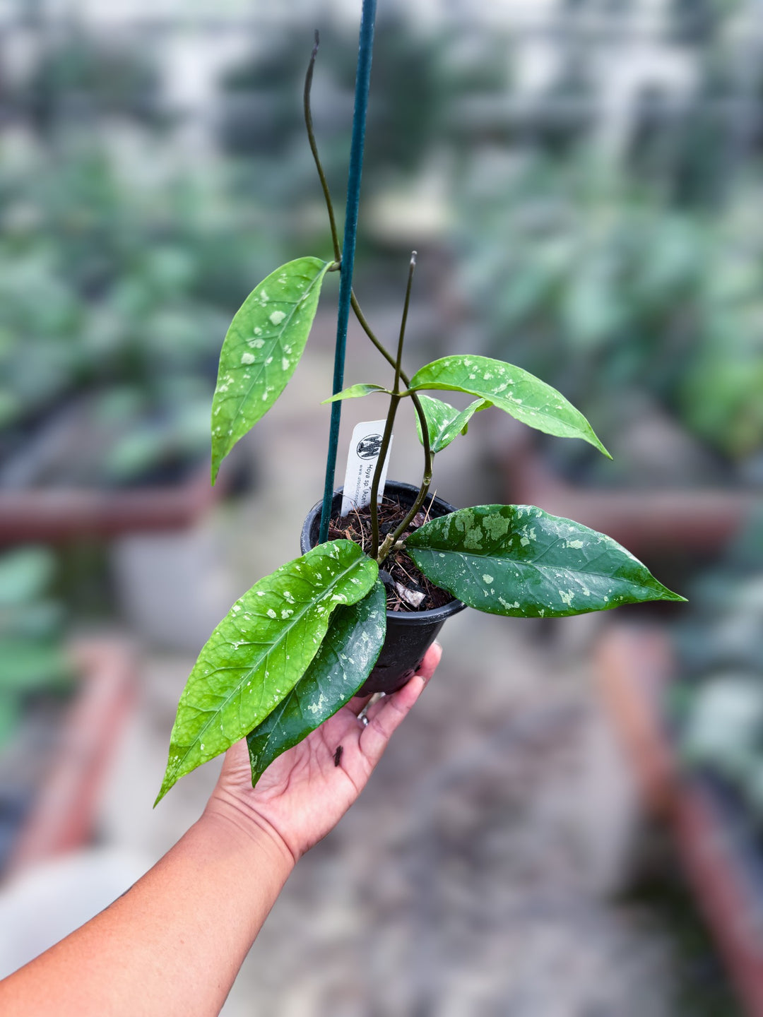 PS0987 - Hoya sp. (Aceh, no5BT1)