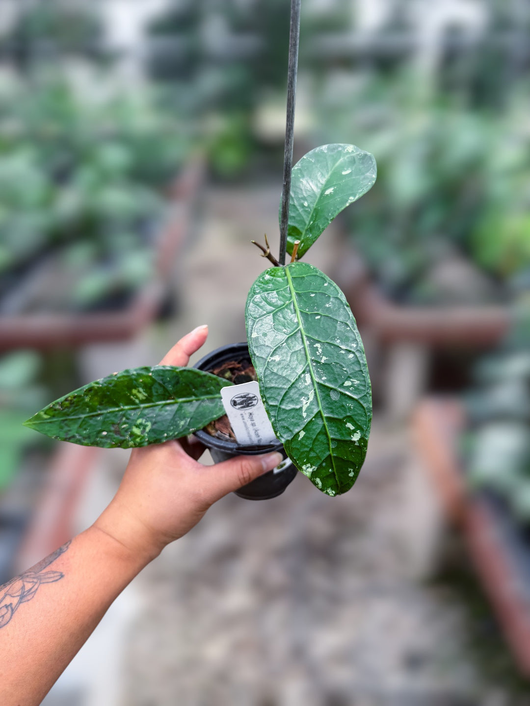 PS0988 - Hoya sp. (Aceh, no6BT1)