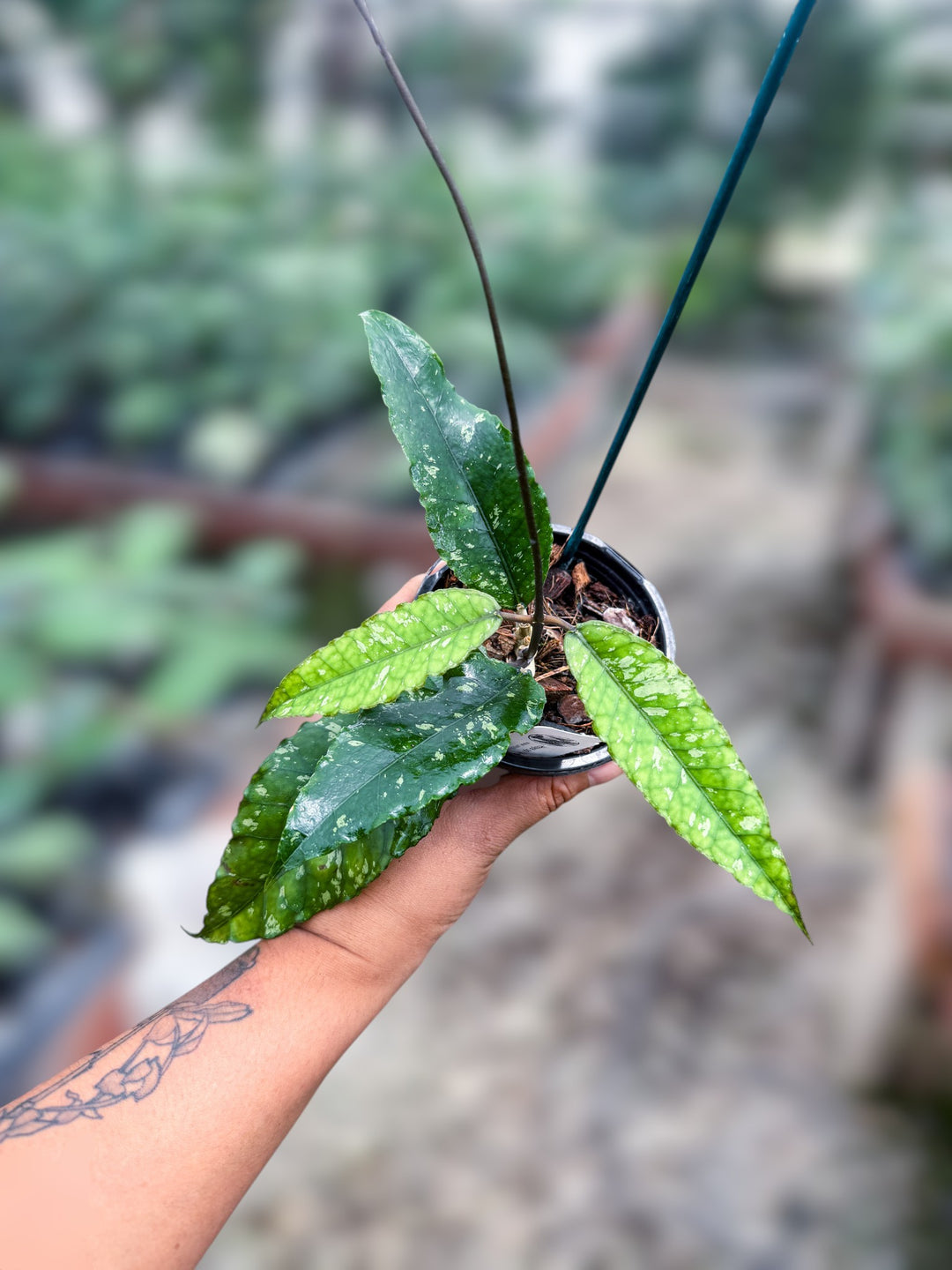 PS0989 - Hoya sp. (Aceh, no12BT1)