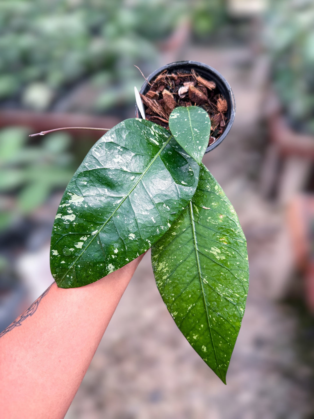 PS0990 - Hoya sp. (Aceh, no13BT1)