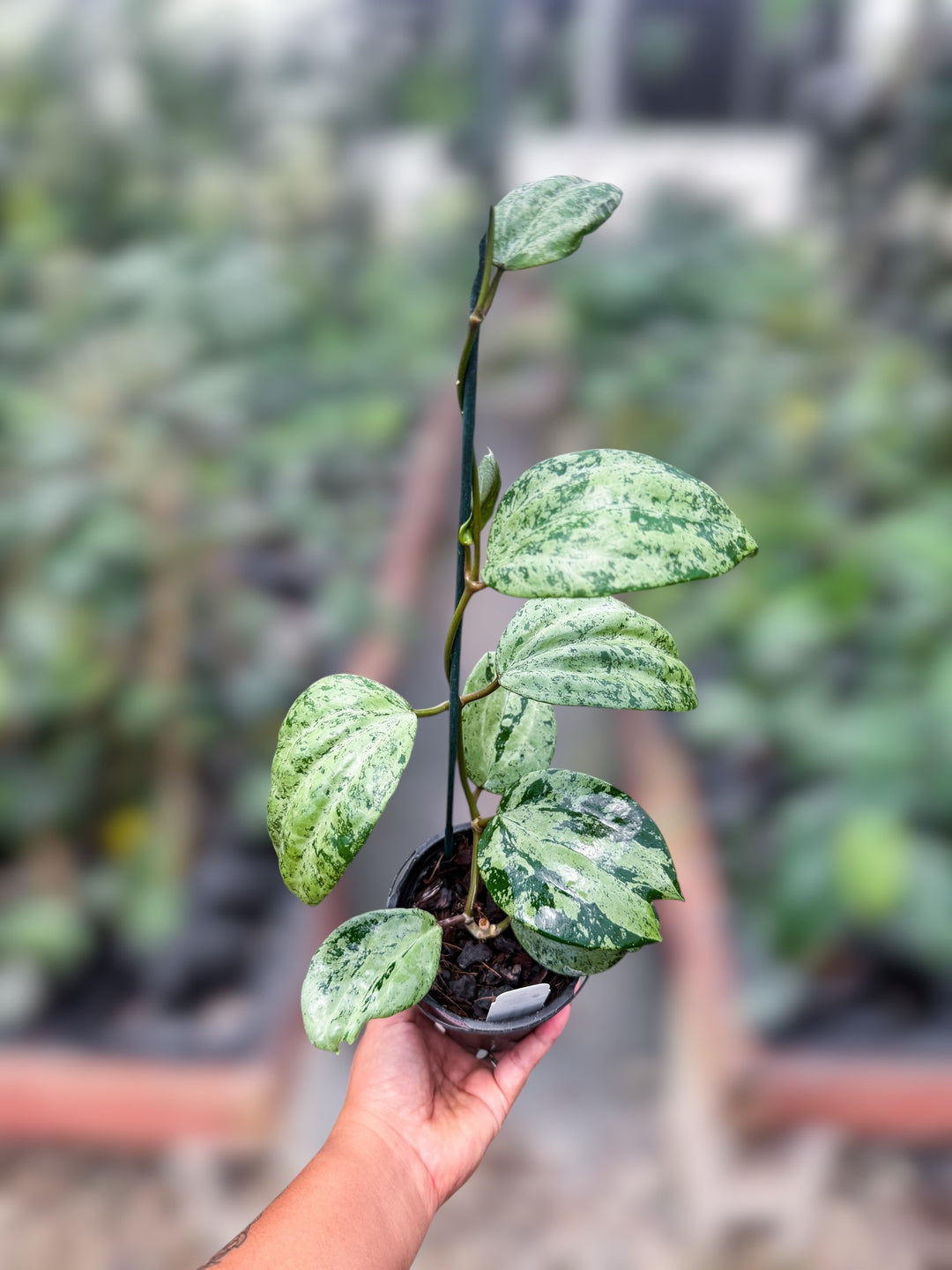 PS0991 - Hoya latifolia ‘MRH’