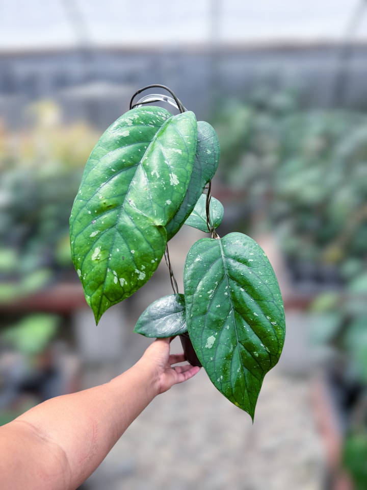 PS0992 - Hoya aff. meredithii (Tanggamus)