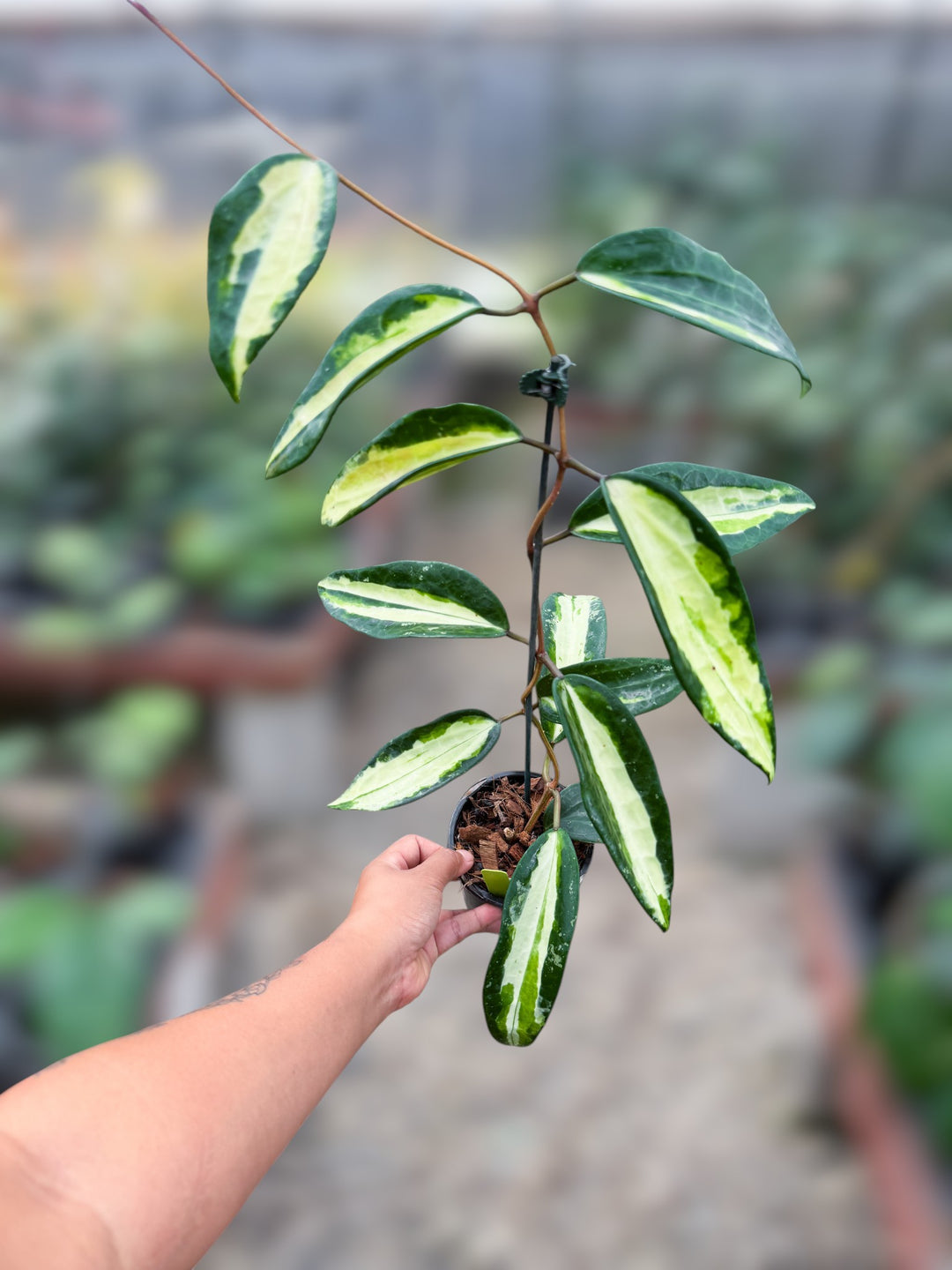 PS0993 - Hoya latifolia ‘Queensy’ (mother plant)