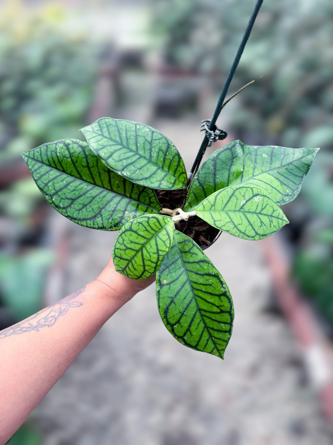 PS0994 - Hoya callistophylla (Sekadau)