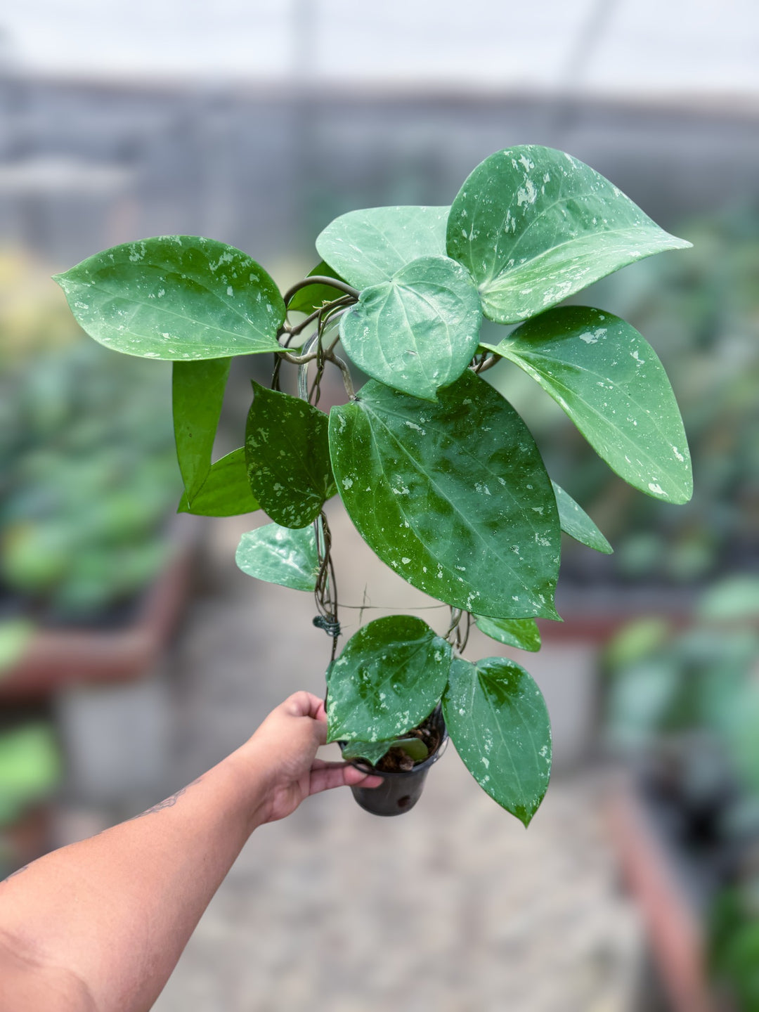 PS0995 - Hoya glabra (splash)