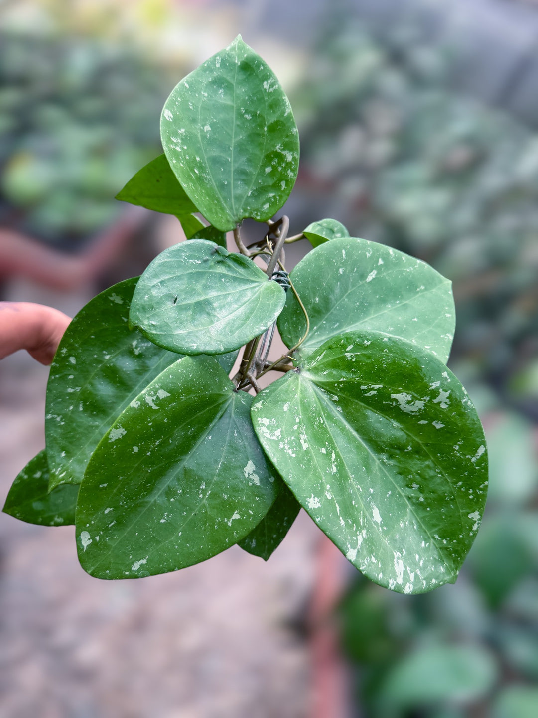 PS0995 - Hoya glabra (splash)