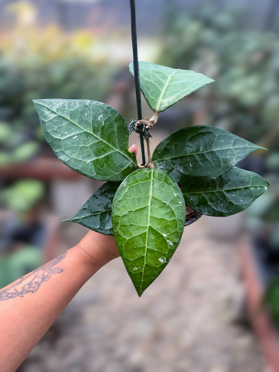 PS0996 - Hoya sp. Sumatra (01)