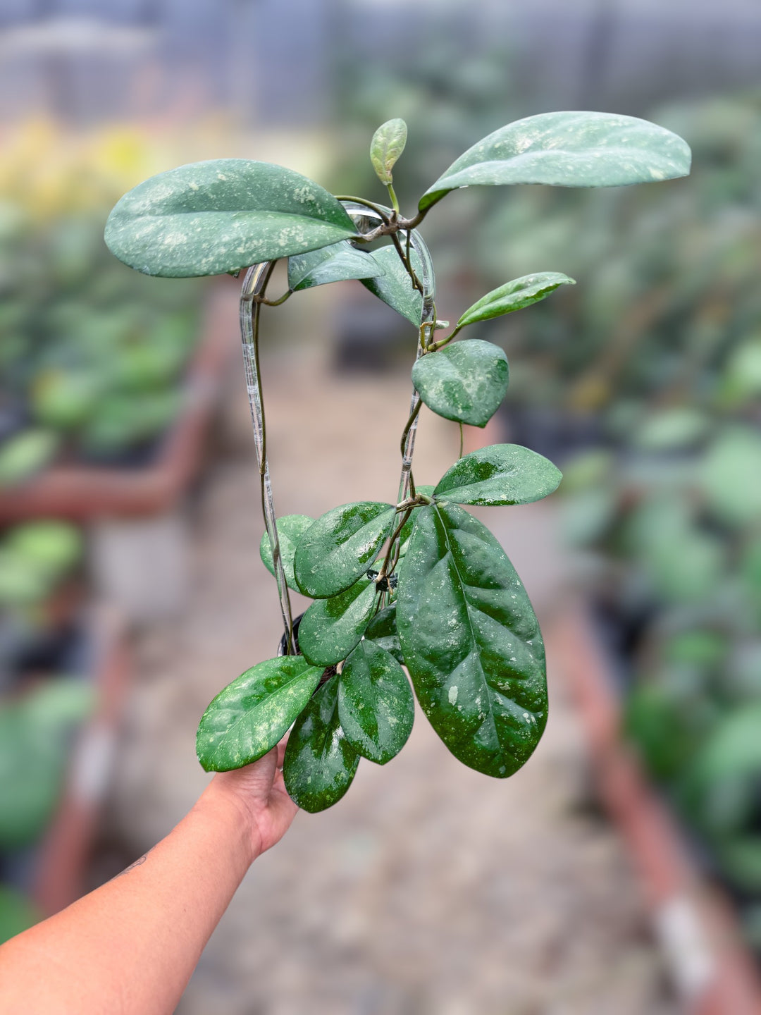 PS0997 - Hoya leoensis (Open Pollinated)