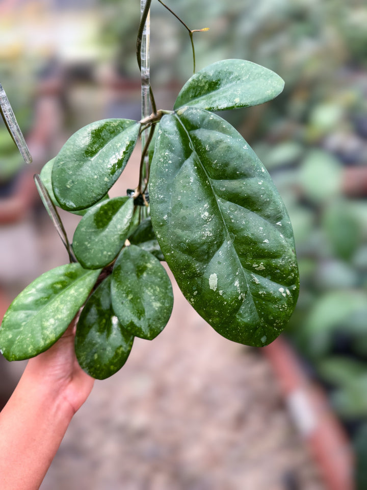 PS0997 - Hoya leoensis (Open Pollinated)