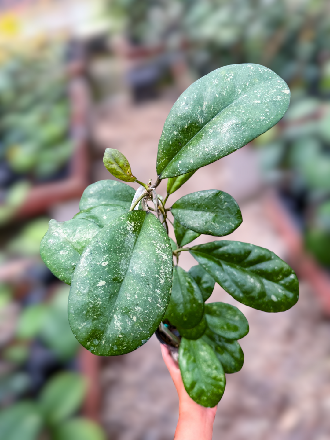 PS0997 - Hoya leoensis (Open Pollinated)
