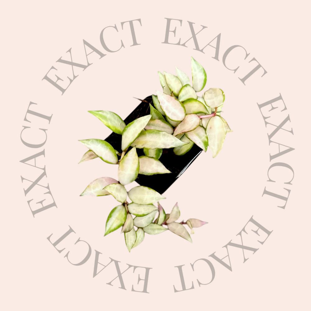 Hoya lacunosa 'Souma'